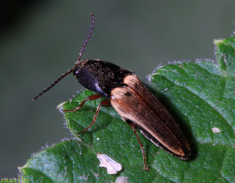 Click Beetle - Ampedus sp.