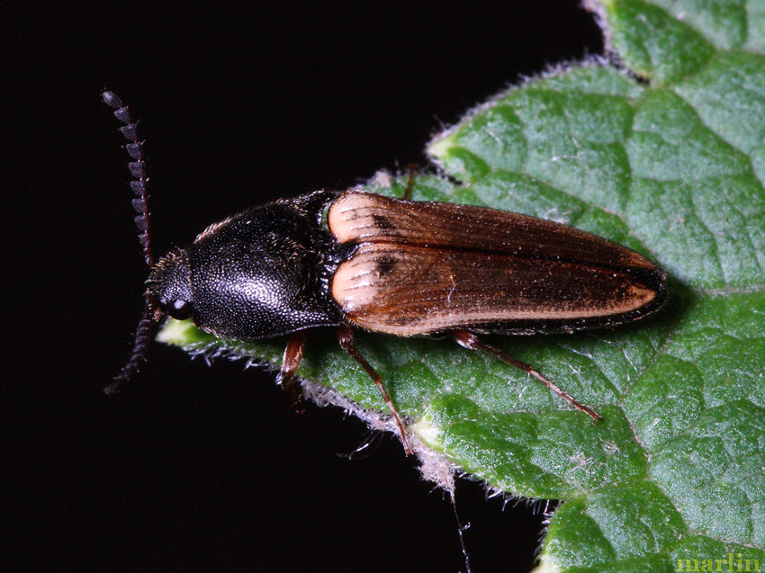 Click Beetle - Ampedus sp.