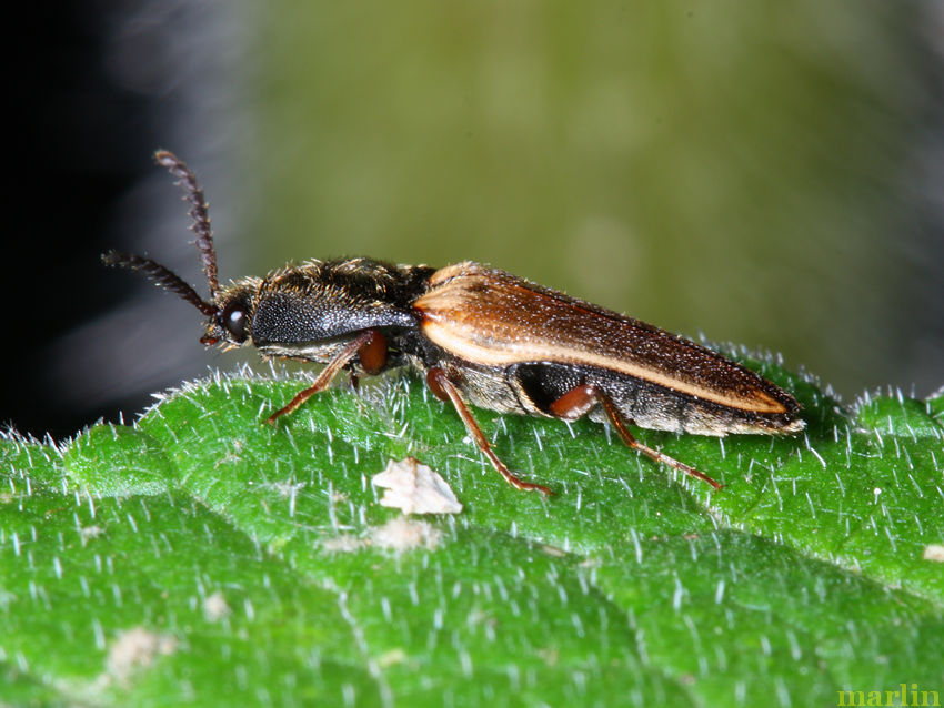 Click Beetle - Ampedus sp.