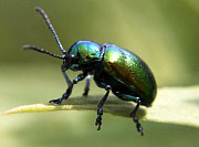 Dogbane Leaf Beetle