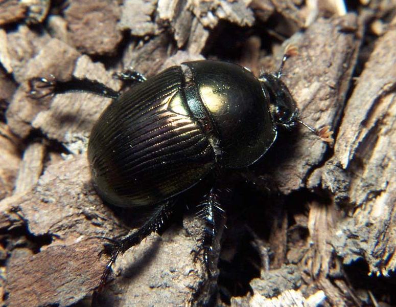 Dung Beetle