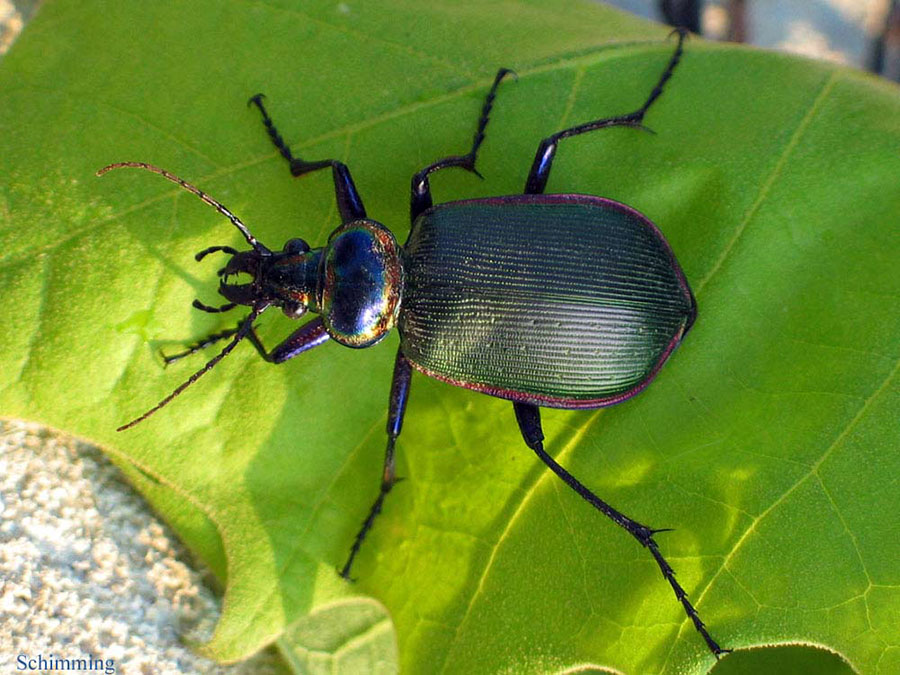 Fiery Searcher Beetle