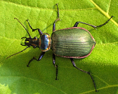 Fiery Searcher Beetle