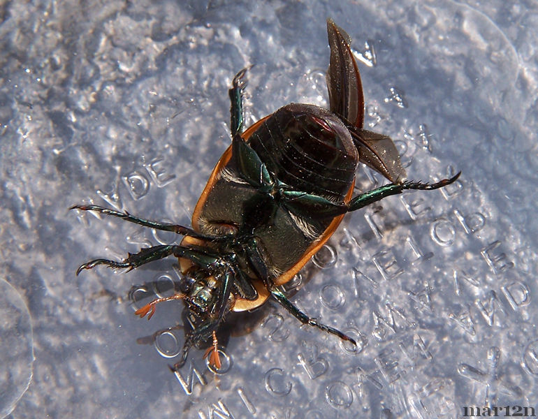 recently deceased Grapevine Beetle