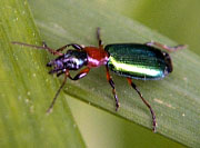 Ground Beetle Calleida punctata
