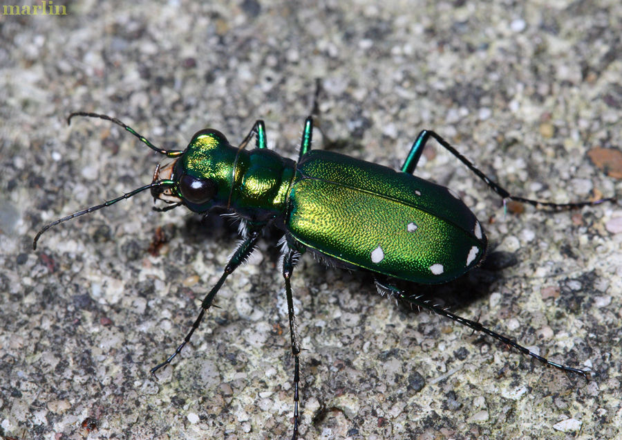 green tiger beetle