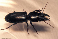 Ground Beetle - Scarites sp.