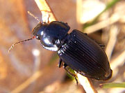 Ground Beetle