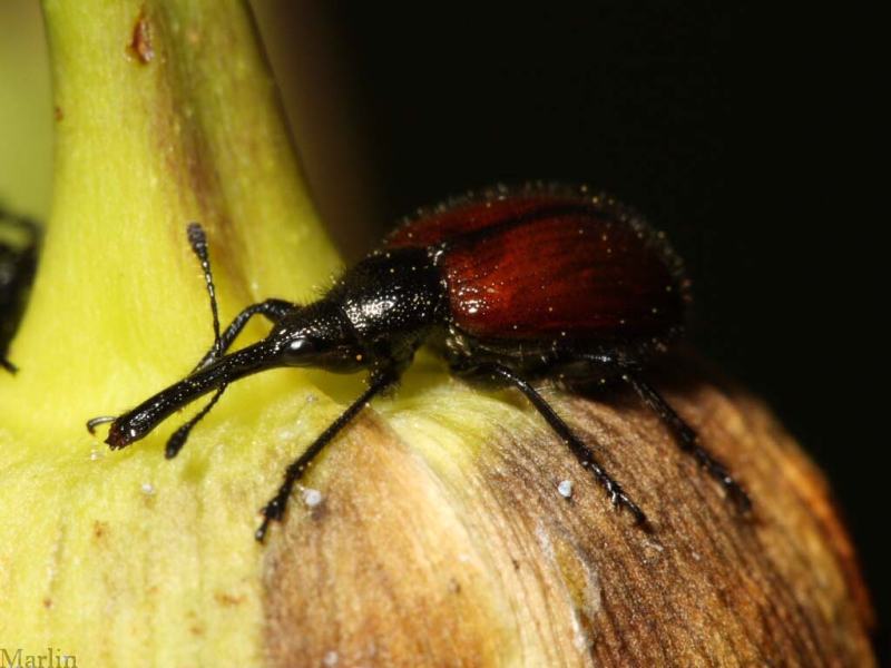 tooth-nosed snout weevil