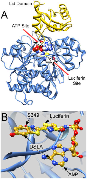 Luciferase Structure