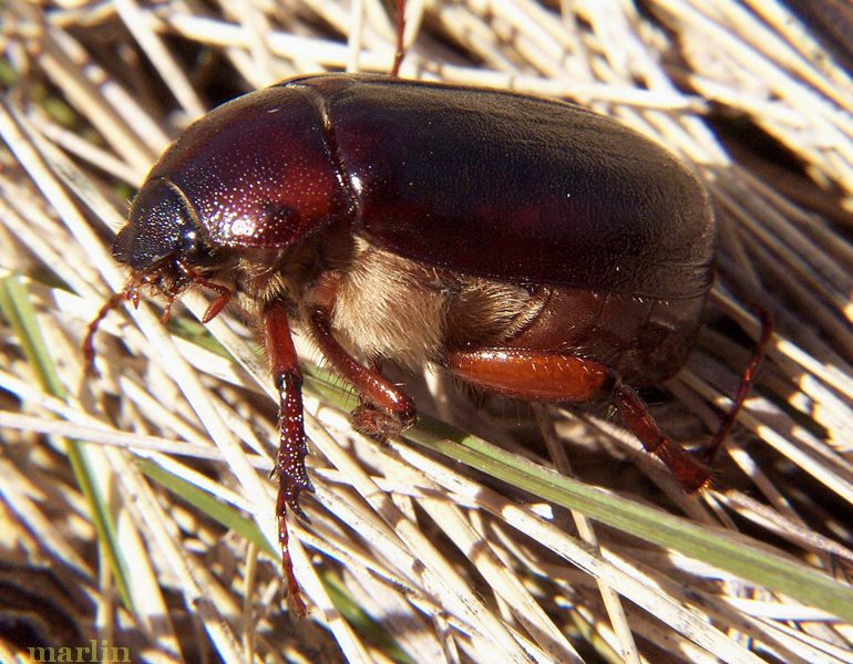 June Beetle / June Bug Phyllophaga sp. North American Insects & Spiders