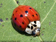 Harmonia axyridis â™‚