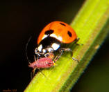 Seven-spotted Lady Beetle