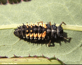 Ladybug Larva 