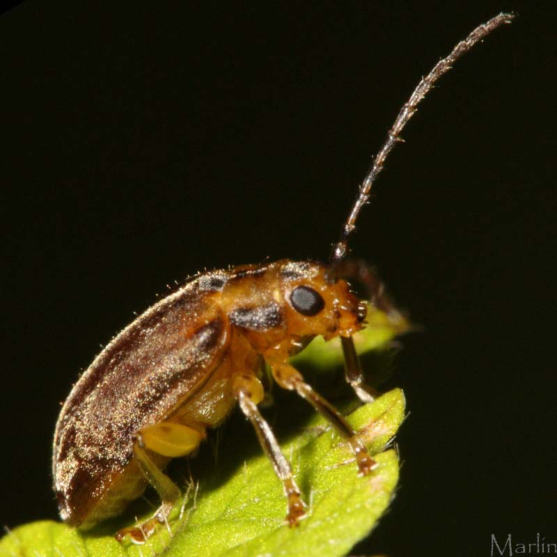 Viburnum Leaf Beetle - Tricholochmaea viburni