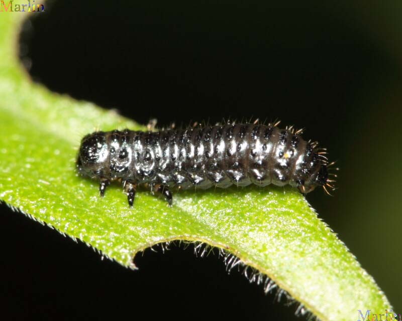 Leaf Beetle Larvae