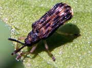 Leaf Beetle