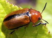 Clay-colored Leaf Beetle