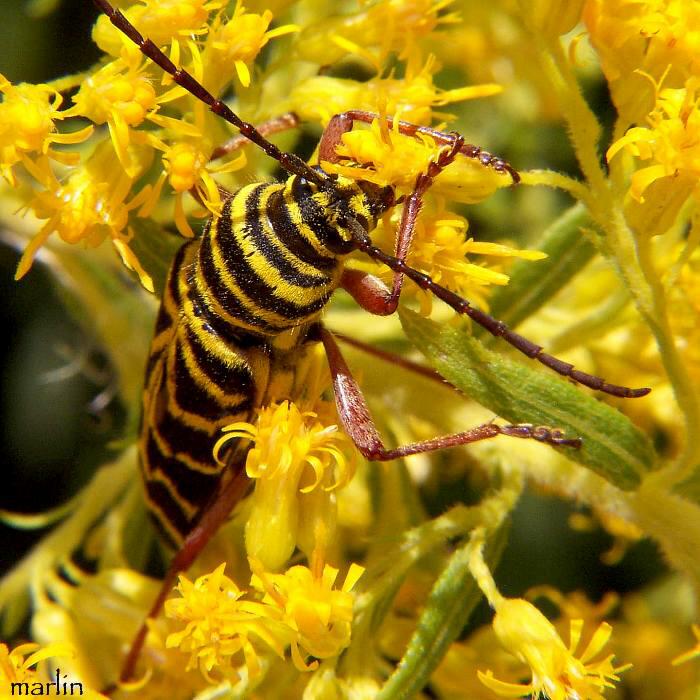 Locust Borer Beetle