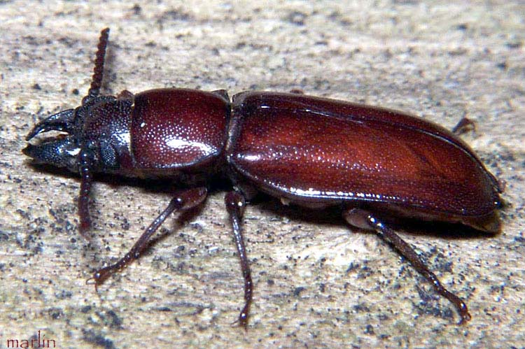 Longhorn Beetle - Parandra (Neandra) brunnea