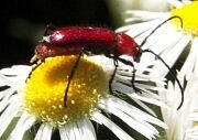 Longhorned Beetle - Batyle suturale