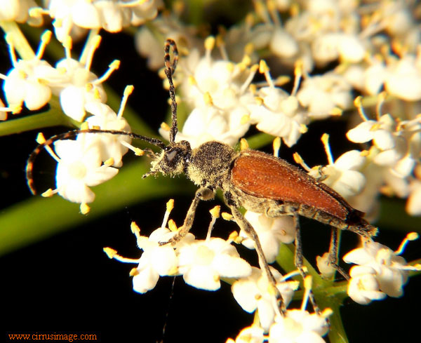 Longhorn Beetle - Brachyleptura rubrica