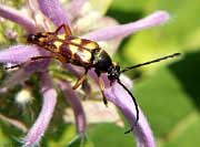 Flower Longhorn Beetle