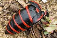 Blister Beetle - Megetra
