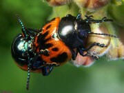 Milkweed Leaf Beetle