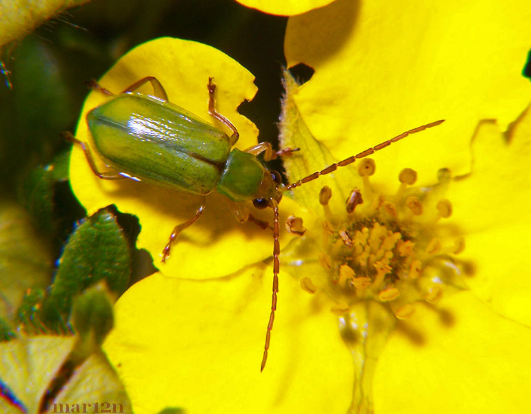 Northern Corn Rootworm Beetle Dorsal