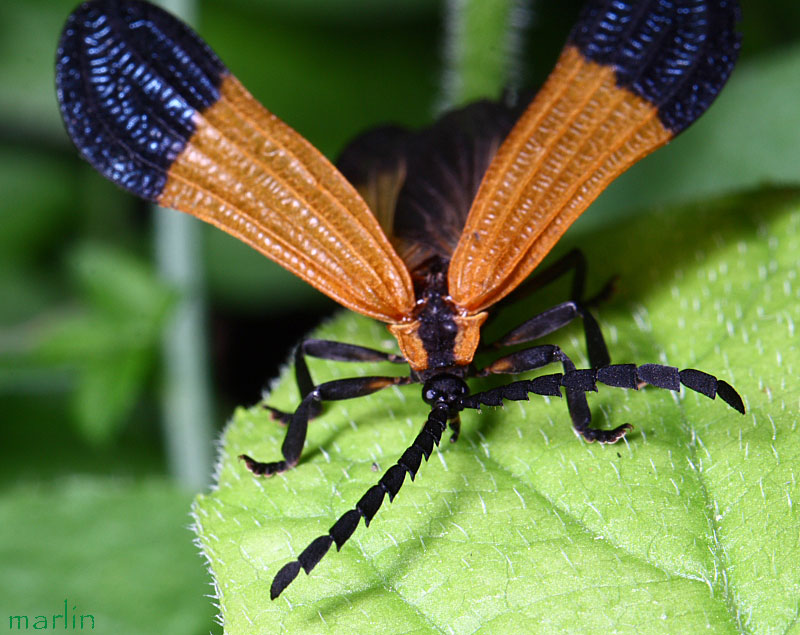 End Band Net-Wing Beetle