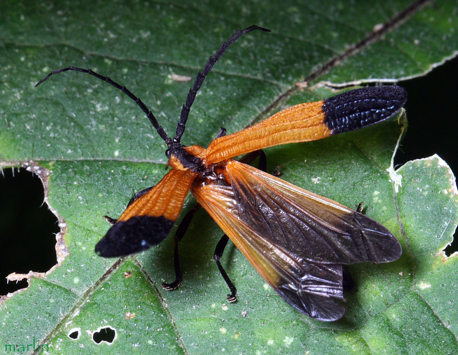 End Band Net-Wing Beetle