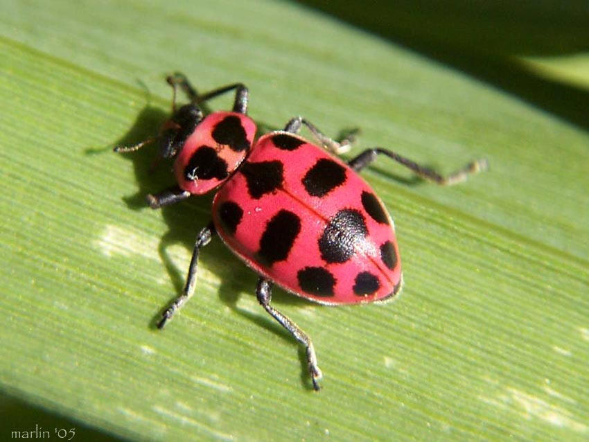 Pink-spotted Lady Beetle