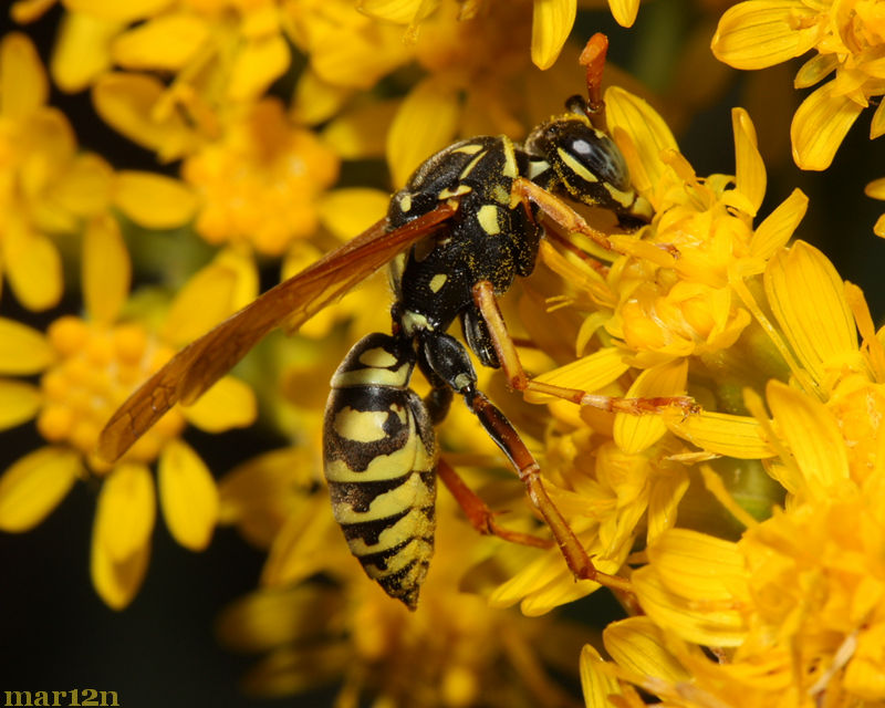 Paper wasp