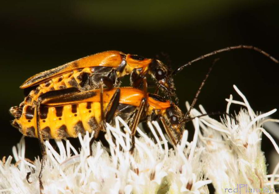 Soldier Beetle - Chauliognathus pensylvanicus