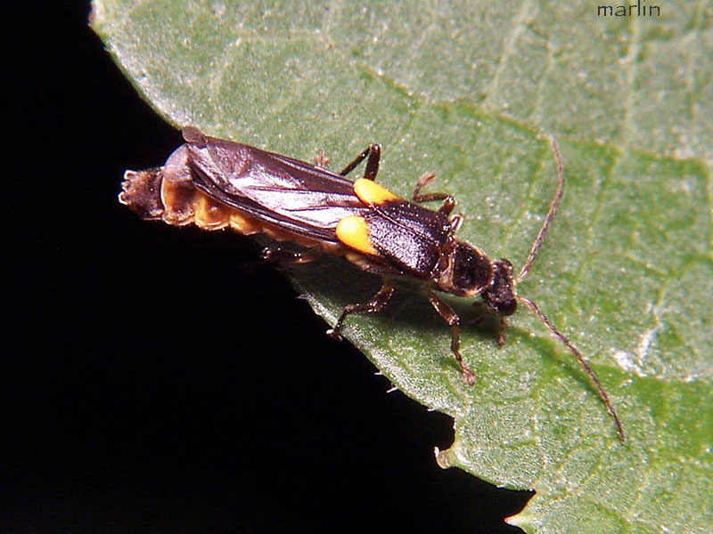 Soldier Beetle - Trypherus latipennis