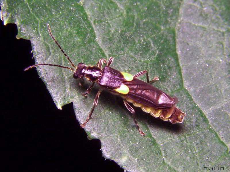 Soldier Beetle - Trypherus latipennis