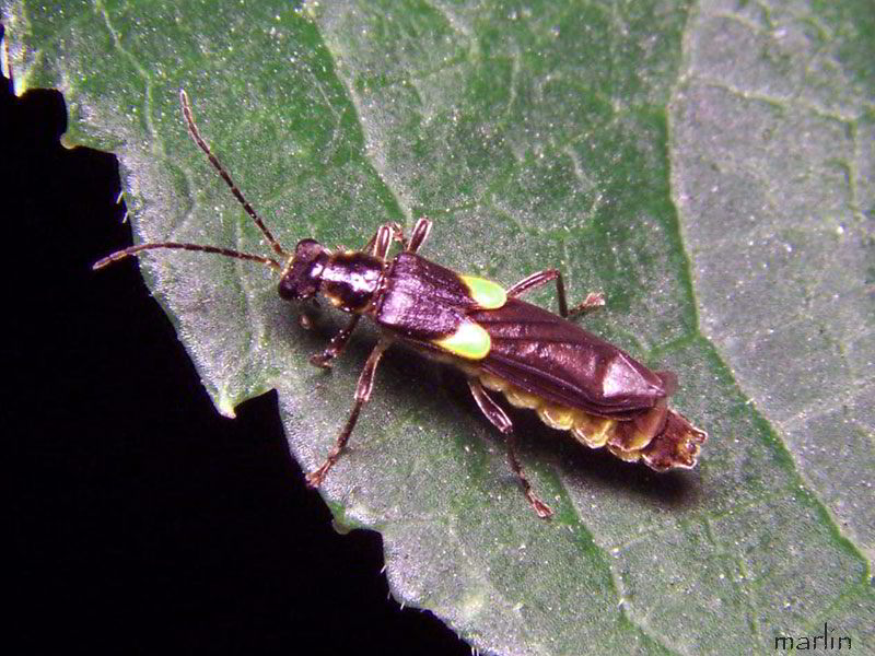 Soldier Beetle - Trypherus latipennis