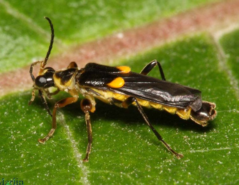 Soldier Beetle Trypherus frisoni