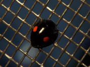 Twice-stabbed ladybug