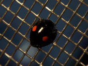 Twice-stabbed ladybird