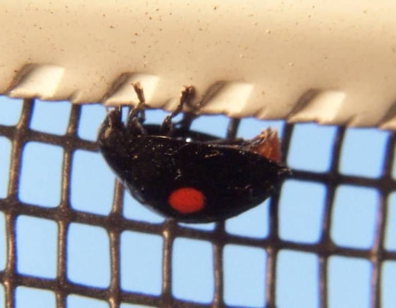 Twice-stabbed Lady Beetle