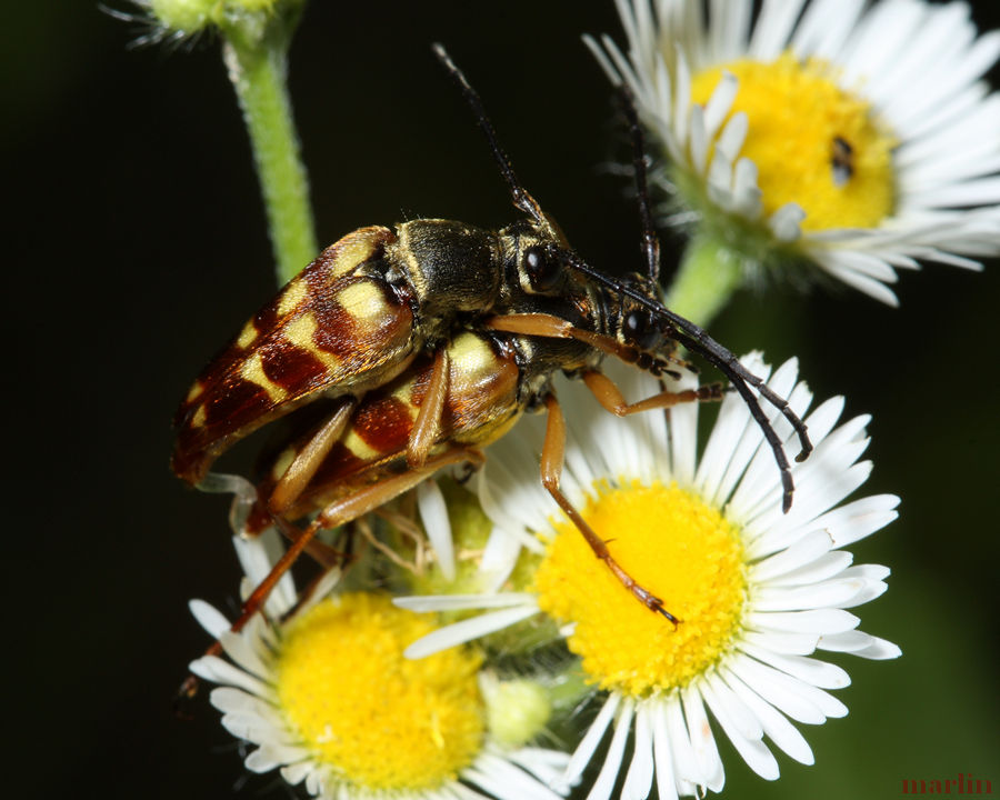 Flower Longhorn Beetles Mating