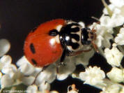 Variegated Lady Beetle