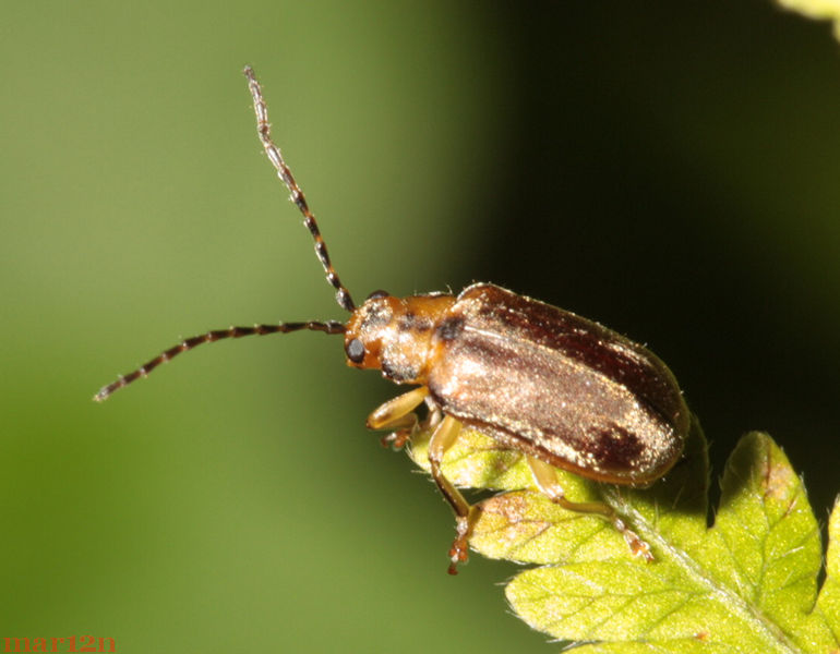 Viburnum Leaf Beetle