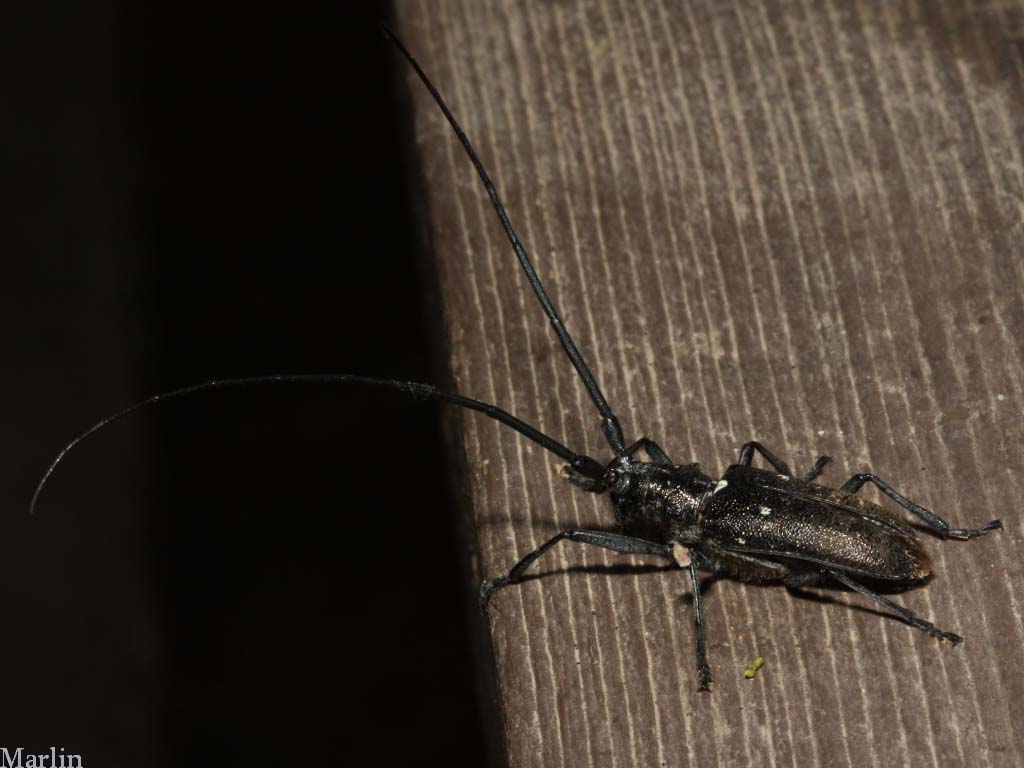 white-spotted sawyer (Monochamus scutellatus)