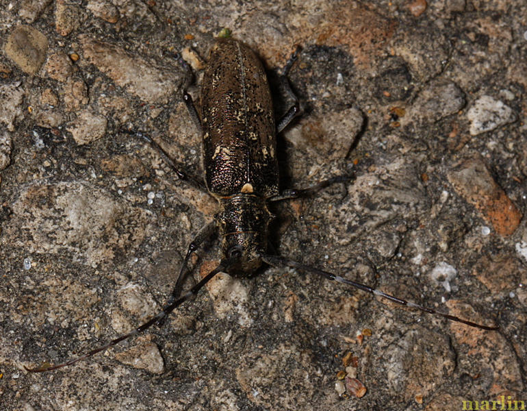 Whitespotted Sawyer Beetle - Monochamus scutellatus