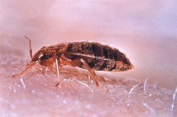 Bed Bug Picture