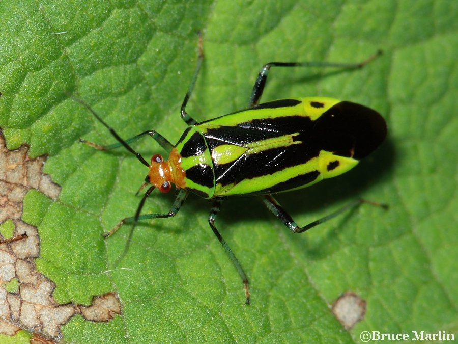 Four Lined Plant Bug, Poecilocapsus lineatus