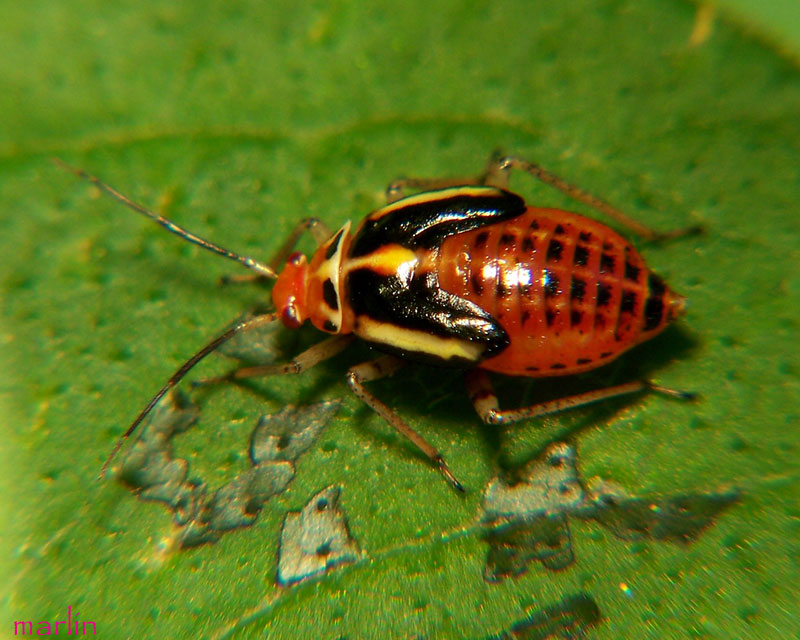 Four Lined Plant Bug